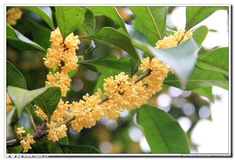 桂花 樹|桂花 